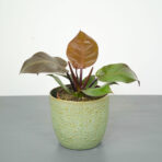 philodendron-red-sun