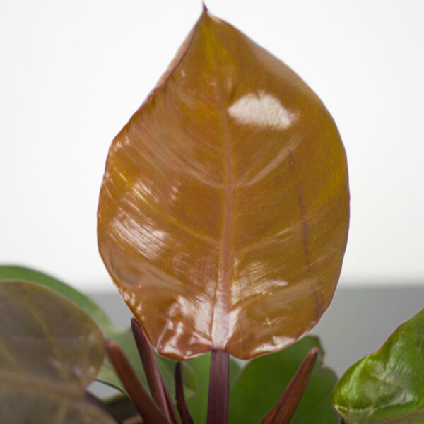 philodendron-red-sun philodendron-red-sun