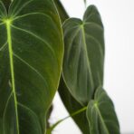 philodendron-melanochrysum-sadzonka