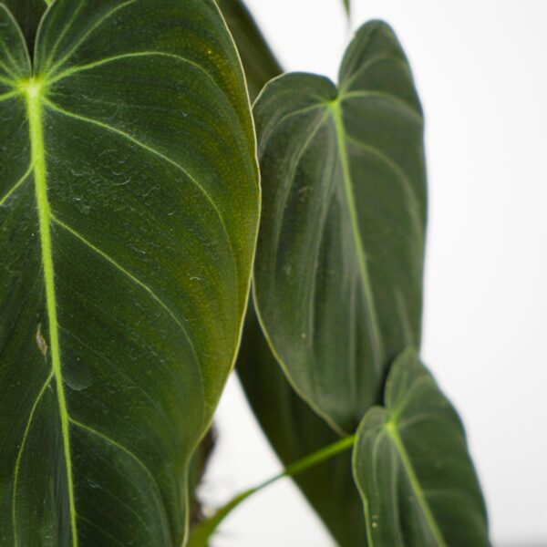 philodendron-melanochrysum-sadzonka philodendron-melanochrysum-sadzonka