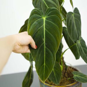 philodendron-melanochrysum-sadzonka