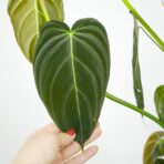 philodendron-melanochrysum-sadzonka