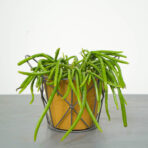 rhipsalis-wercklei