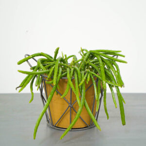 rhipsalis-wercklei