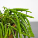 rhipsalis-wercklei
