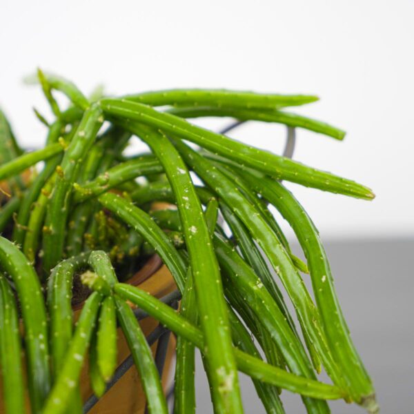 rhipsalis-wercklei rhipsalis-wercklei