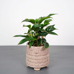 aglaonema-sapphire-suzanne