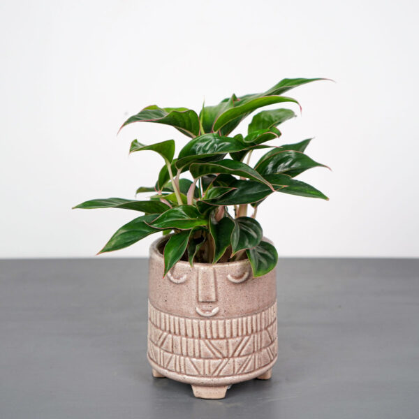 aglaonema-sapphire-suzanne aglaonema-sapphire-suzanne