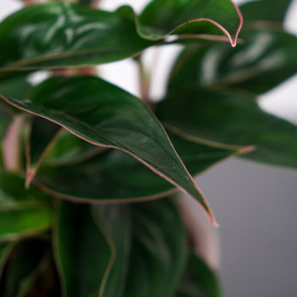 aglaonema-sapphire-suzanne aglaonema-sapphire-suzanne