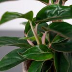 aglaonema-sapphire-suzanne