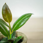 fikus-elastica-melany-ficus