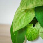 syngonium-frosted-heart