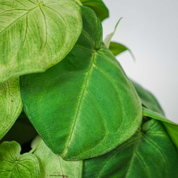 syngonium-frosted-heart syngonium-frosted-heart