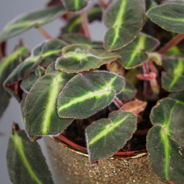 begonia-listada begonia-listada