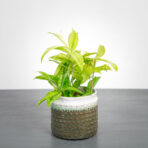 dracena-surculosa-mike