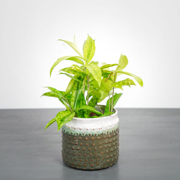 dracena-surculosa-mike dracena-surculosa-mike