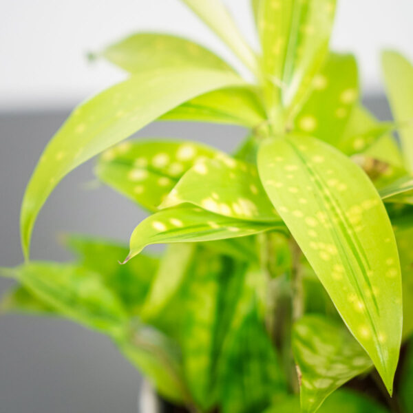 dracena-surculosa-mike dracena-surculosa-mike