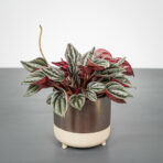 peperomia-silver-shine