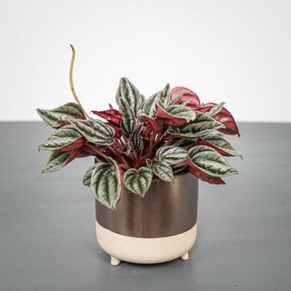peperomia-silver-shine