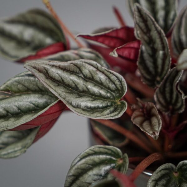 peperomia-silver-shine peperomia-silver-shine