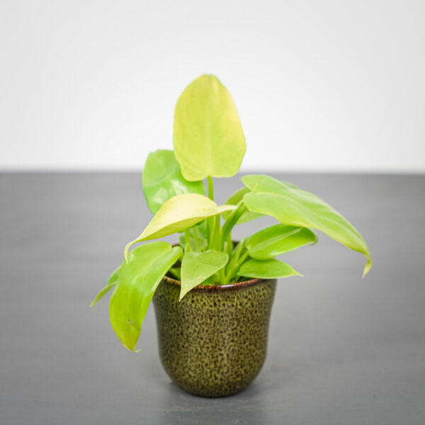 philodendron-pipennifolium-aurea-gold-violin-baby philodendron-pipennifolium-aurea-gold-violin-baby