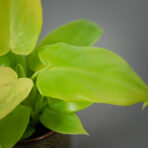 philodendron-pipennifolium-aurea-gold-violin-baby