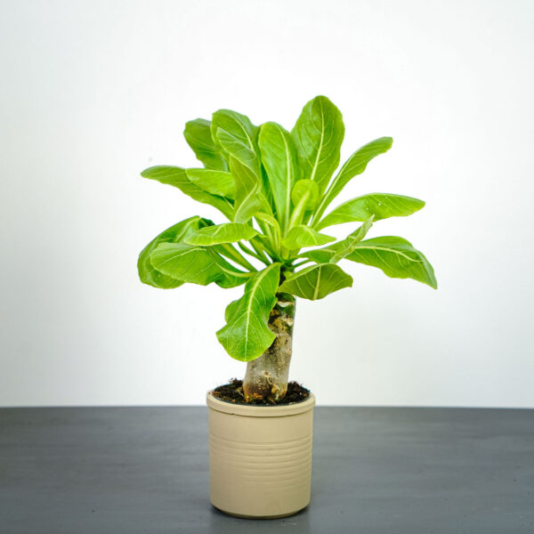 palma-hawajska-brighamia-insignis palma-hawajska-brighamia-insignis