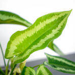schismatoglottis-wallichii