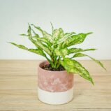 aglaonema-osaka