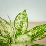 aglaonema-osaka