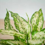 aglaonema-osaka