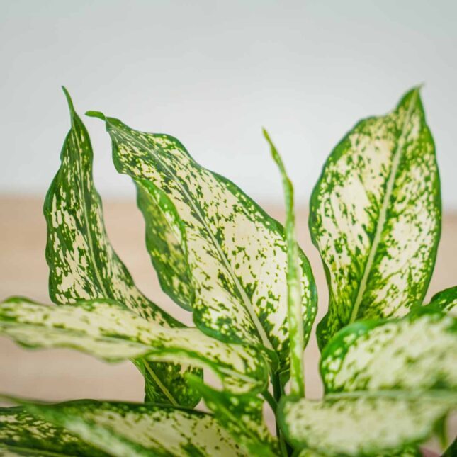 aglaonema-osaka (3) aglaonema-osaka