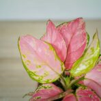 aglaonema-pink-anyamanee
