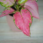 aglaonema-pink-anyamanee