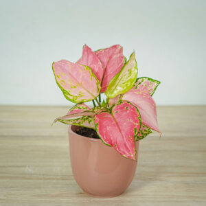 aglaonema-pink-anyamanee