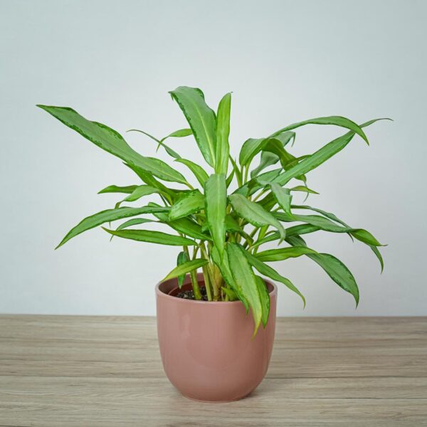 aglaonema-white-lance aglaonema-white-lance