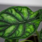 alokazja-dragon-scale-alocasia