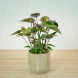anthurium-black-love
