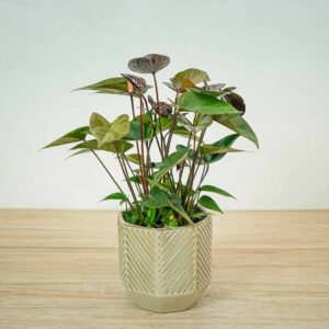 anthurium-black-love