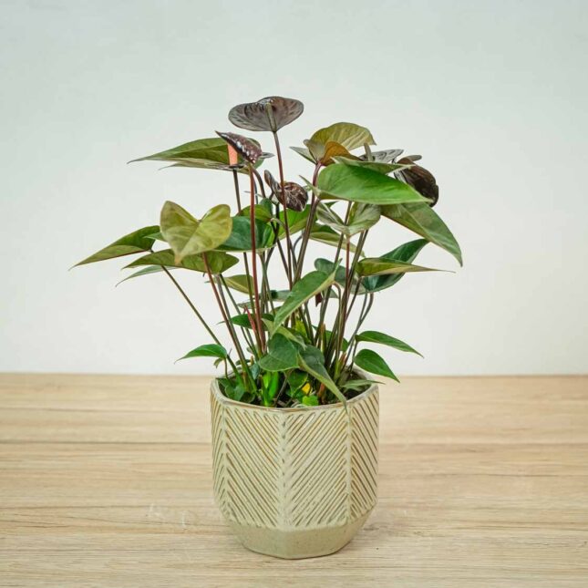 anthurium-black-love