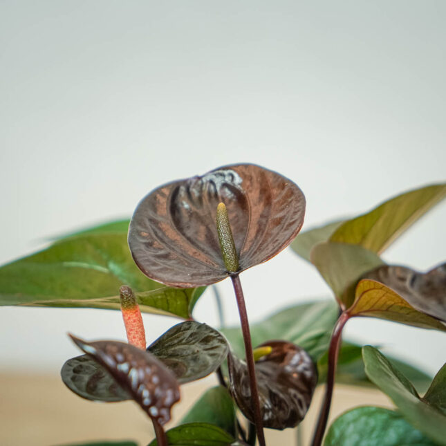 anthurium-black-love (2) anthurium-black-love (2)