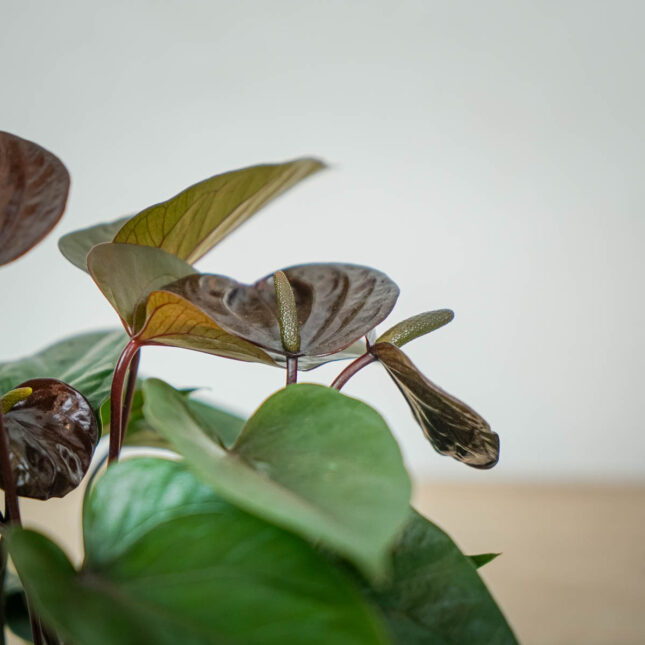 anthurium-black-love (3) anthurium-black-love (3)