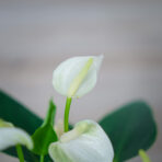 anthurium-white