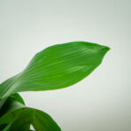 aspidistra-wyniosla-elatior