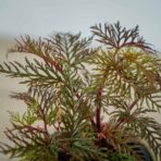 begonia-bipinnatifida