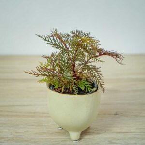 begonia-bipinnatifida-baby
