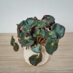 begonia-black-jungle