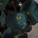 begonia-black-jungle