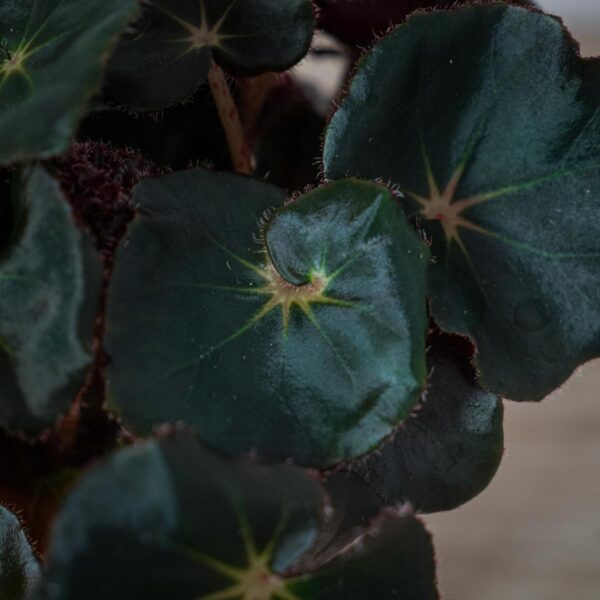 begonia-black-jungle (2) begonia-black-jungle