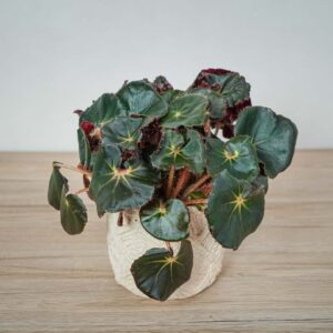 begonia-black-jungle